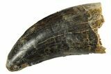 Serrated Tyrannosaur Tooth - Judith River Formation #313311-1